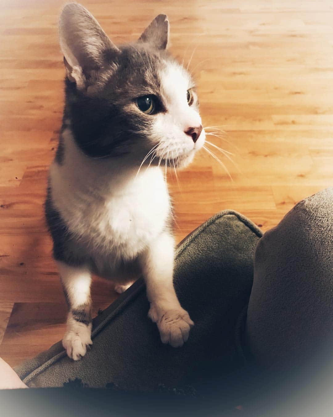のインスタグラム：「Friend now.  #catstagram」