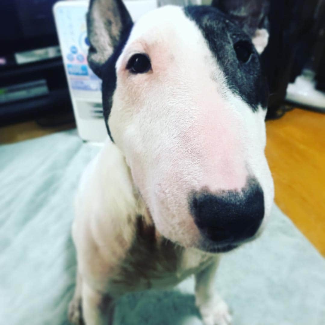 のインスタグラム：「#minituru#bull#terrier#minibullterrier#miniturubullterrier#dog#dogstagram#cute#qtaro#love#family#ミニチュア#ブルテリア#ミニチュアブルテリア#Q太郎」