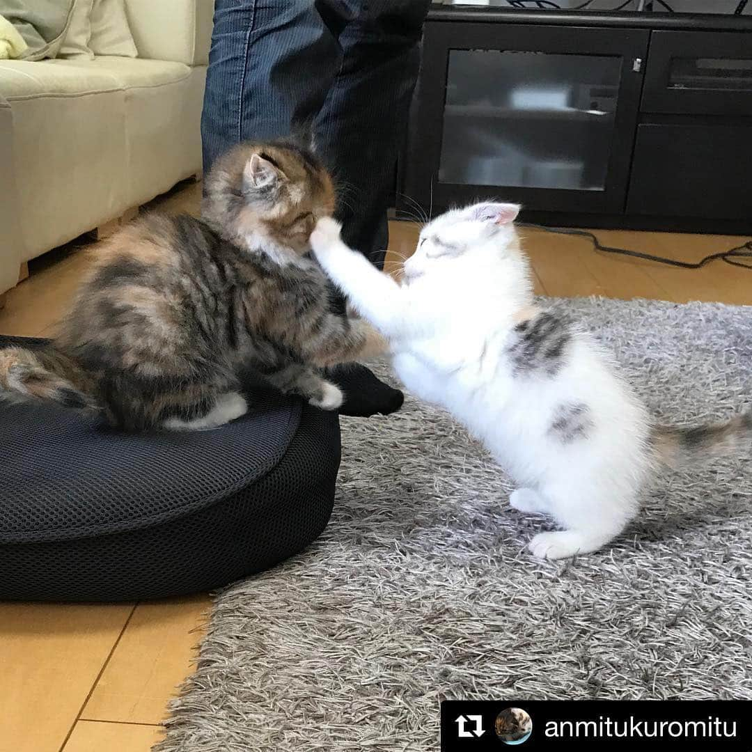 ねこさんのインスタグラム写真 - (ねこInstagram)「@anmitukuromitu さんのお写真より📸🕺🏻❣️ 白三毛のあんみつちゃんと、黒三毛のくろみつちゃん💕 可愛いネコパンチくらえっ😍🗯 #Repost @anmitukuromitu with @get_repost ・・・ 猫パンチ #スコティッシュフォールド #スコティッシュフォールド子猫 #スコティッシュフォールド立ち耳 #猫 #猫好きさんと繋がりたい #にゃんすたぐらむ #ねこ部 #三毛猫 #多頭飼い #子猫」4月25日 19時34分 - neko_magazine