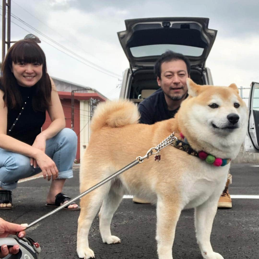 豆助左衛門（まめすけざえもん）さんのインスタグラム写真 - (豆助左衛門（まめすけざえもん）Instagram)「🍓 今日は 阿波市の狂犬病注射の日 @hachianimal.hp  はち先生が来るって聞いたから 阿波市に行ってきたよー💕 … ❤️大好きな先生とcuteな奥さまに会えて… ママはテンション⤴︎⤴︎なのに … 豆は初めての場所と匂いに ご機嫌ナナメ💦💦 尻尾もだだ下がり😭 … 久しぶりに会えて嬉しかったよー😆💕 ありがとうございました😊 （写真許可済） … 🏥徳島市八万町 🐕はち動物病院🐈 GWも 10時から13時まで診てくれます 詳しくはHPで確認してね☝️💕 動物飼ってたら休日心配だけど 休日でも安心で過ごせますよね …………………………🖋 … #徳島柴ちゃん会#マメスケざえもん#チーム俺様 #shiba#shibastagram #豆柴#shibainu #dog#日本#徳島#shiba_snap#🐕📷 #狗  #proudshibas #りんりん部#柴犬#시바견#一只狗#animalland #西巴犬 #サンデイ #anicas #今日のうちの子 #柴犬ライフモデル応募 #ここ柴部」4月25日 19時35分 - mamesukezaemon