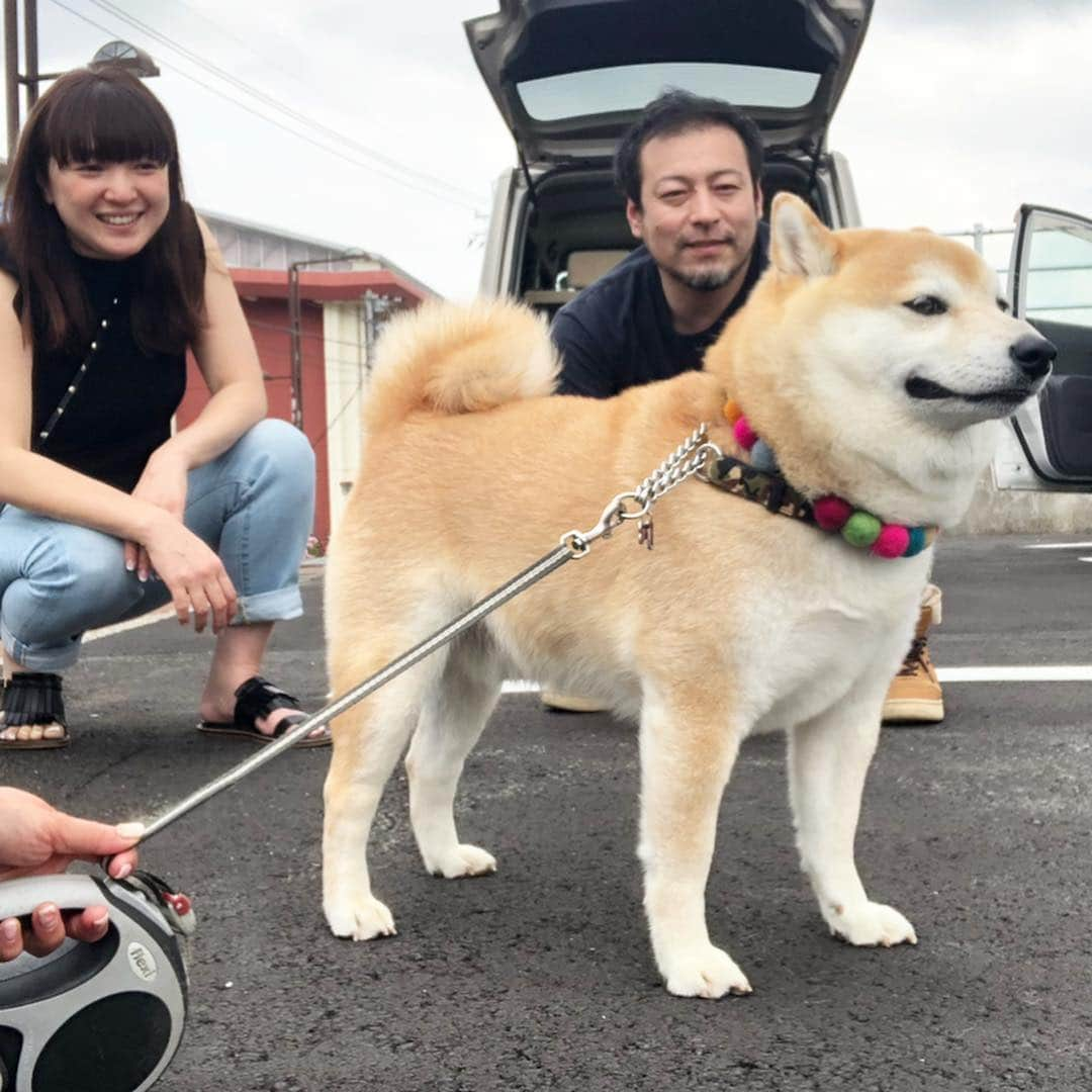 豆助左衛門（まめすけざえもん）さんのインスタグラム写真 - (豆助左衛門（まめすけざえもん）Instagram)「🍓 今日は 阿波市の狂犬病注射の日 @hachianimal.hp  はち先生が来るって聞いたから 阿波市に行ってきたよー💕 … ❤️大好きな先生とcuteな奥さまに会えて… ママはテンション⤴︎⤴︎なのに … 豆は初めての場所と匂いに ご機嫌ナナメ💦💦 尻尾もだだ下がり😭 … 久しぶりに会えて嬉しかったよー😆💕 ありがとうございました😊 （写真許可済） … 🏥徳島市八万町 🐕はち動物病院🐈 GWも 10時から13時まで診てくれます 詳しくはHPで確認してね☝️💕 動物飼ってたら休日心配だけど 休日でも安心で過ごせますよね …………………………🖋 … #徳島柴ちゃん会#マメスケざえもん#チーム俺様 #shiba#shibastagram #豆柴#shibainu #dog#日本#徳島#shiba_snap#🐕📷 #狗  #proudshibas #りんりん部#柴犬#시바견#一只狗#animalland #西巴犬 #サンデイ #anicas #今日のうちの子 #柴犬ライフモデル応募 #ここ柴部」4月25日 19時35分 - mamesukezaemon