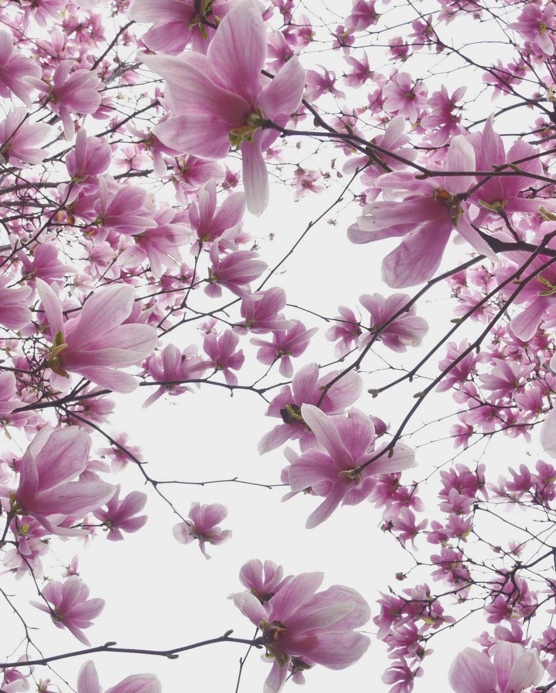 masayaさんのインスタグラム写真 - (masayaInstagram)「Magnolia」4月25日 19時39分 - moonlightice