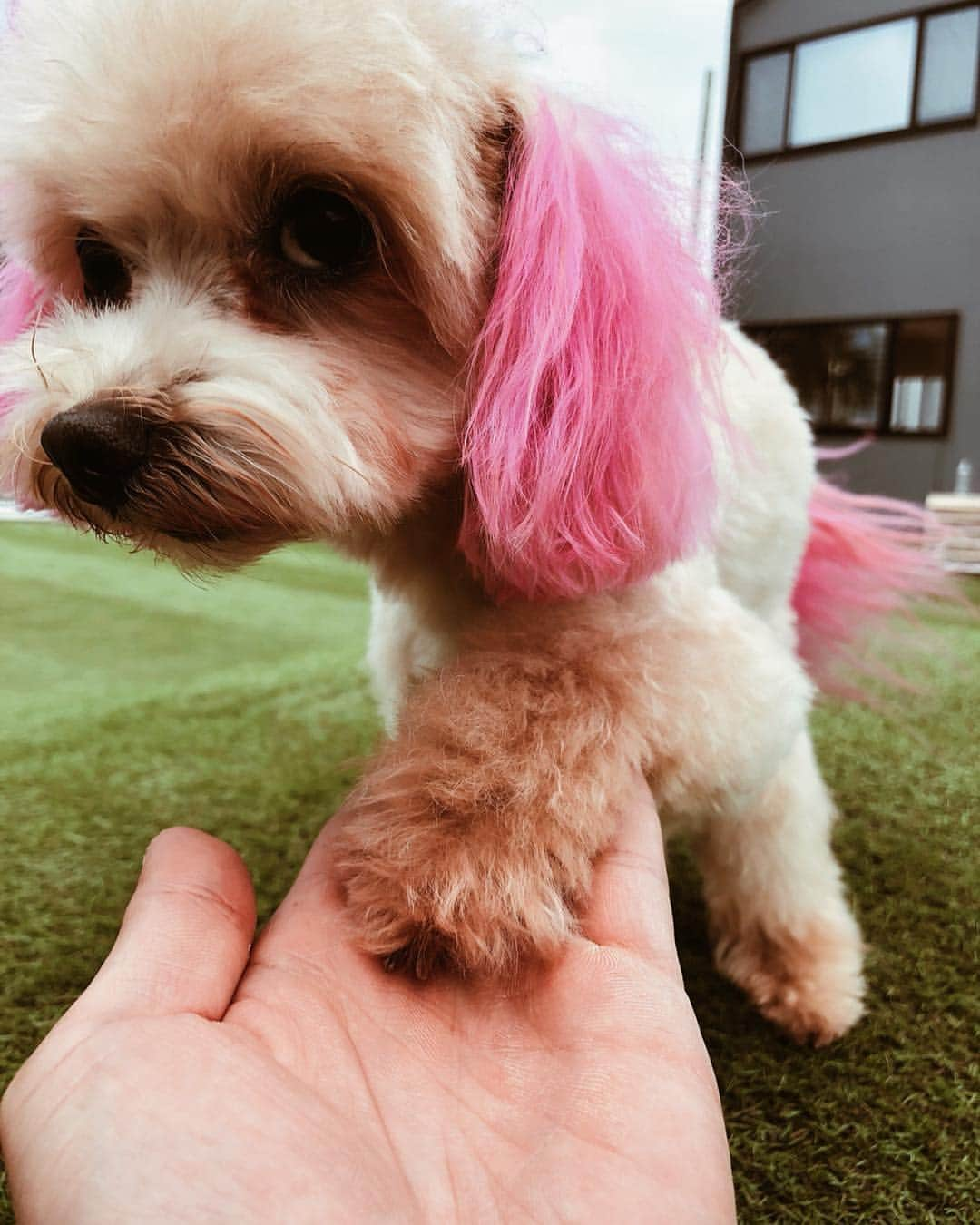 伊東大輝さんのインスタグラム写真 - (伊東大輝Instagram)「僕の手掛けるペットサロン 、【 @petsalonpinkbeach 】が明後日、４月２７日(土)にプレオープンします‼️😁🔥 僕もいるので是非ワンちゃんと遊びに来てください〜✨️✨️ キャンペーンでドッグラン500円！！🌴 ワクチン証明書の写メ又はコピーおもちください💥 オススメのドッグフードもあるので見に来てね🤞 場所は、千葉県長生郡一宮町一宮10090-1-1Fです！ Google mapで 『petsalon pinkbeach』って調べても出てきます！🗾 #petsalon #trimming #grooming #pethotel #dog #cat #トリミングサロン #ペットサロンピンクビーチ #petsalonpinkbeach #pink #dogrun #トリマー #トリマーさん募集 #トリマーさん #トリマー専門学校 #トリミング #マイクロバブル #千葉」4月25日 19時57分 - daikiitoh