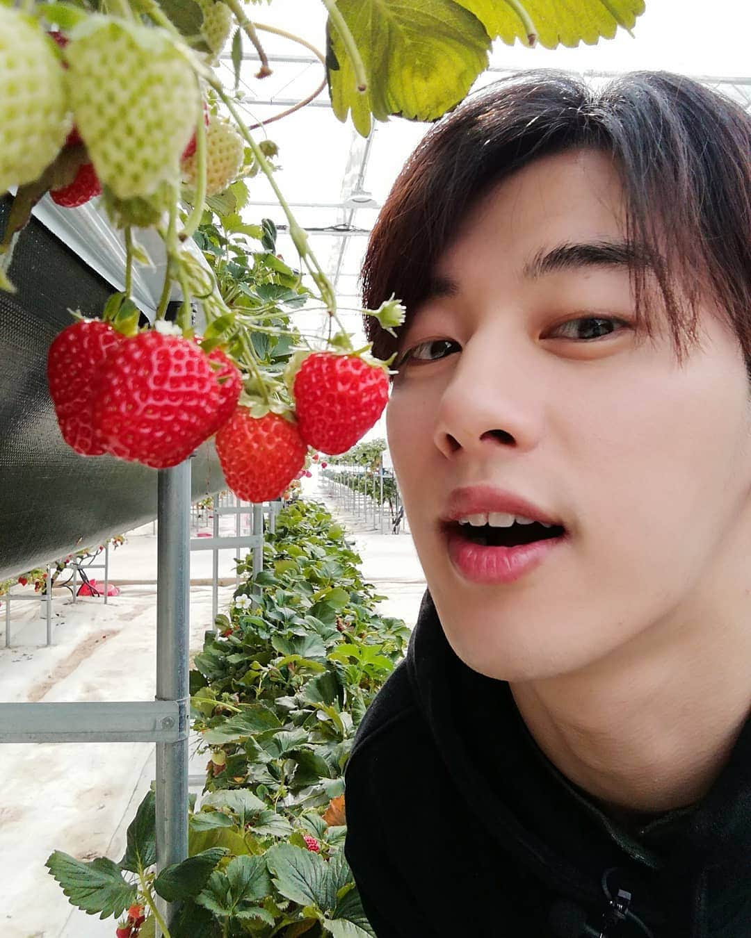 ジュノさんのインスタグラム写真 - (ジュノInstagram)「strawberry🍓 人生初のイチゴ狩り楽しかったな〰️ また楽しいロケに行きたい！！ . . . #JG #joonho #ジュノ #いちご #ロケ #楽しかった」4月25日 20時06分 - joonho_jg