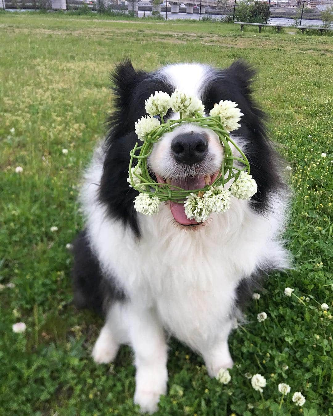 犬バカ部宣伝部長さんのインスタグラム写真 - (犬バカ部宣伝部長Instagram)「ガーリーなそらちゃんになったでしょ？🐼💕﻿ ﻿ 🌼初めてシロツメクサの花冠👑作ってみたけど…﻿ 難しいねコレ😅﻿ またチャレンジしよ😗﻿ ﻿ せっかく作ったから色々しちゃうよね🤪💕﻿ ﻿ #犬バカ部﻿ #bordercollie﻿ #ボーダーコリー ﻿ #シロツメクサ﻿ #花冠」4月25日 20時01分 - umetaturou