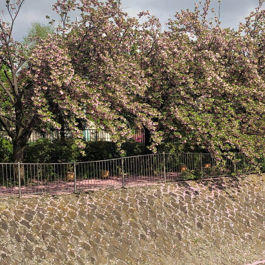 佐藤竜雄さんのインスタグラム写真 - (佐藤竜雄Instagram)「今日のウォーキングは葉桜の中でした。 #善福寺川 #和田堀公園 #杉並区 #nike #nikezoompegasus」4月25日 20時02分 - seitenhyohyo