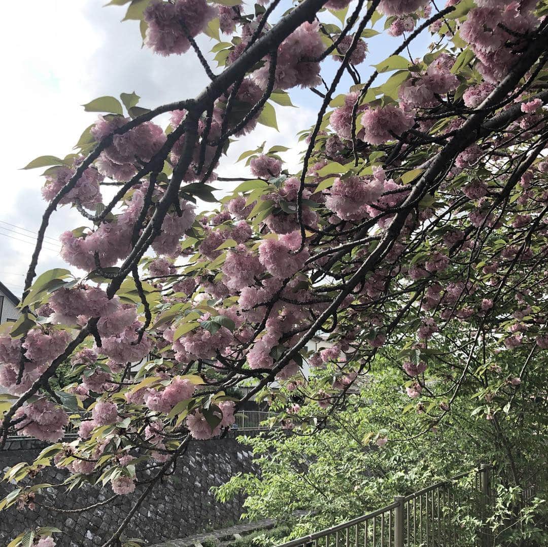 佐藤竜雄さんのインスタグラム写真 - (佐藤竜雄Instagram)「今日のウォーキングは葉桜の中でした。 #善福寺川 #和田堀公園 #杉並区 #nike #nikezoompegasus」4月25日 20時02分 - seitenhyohyo