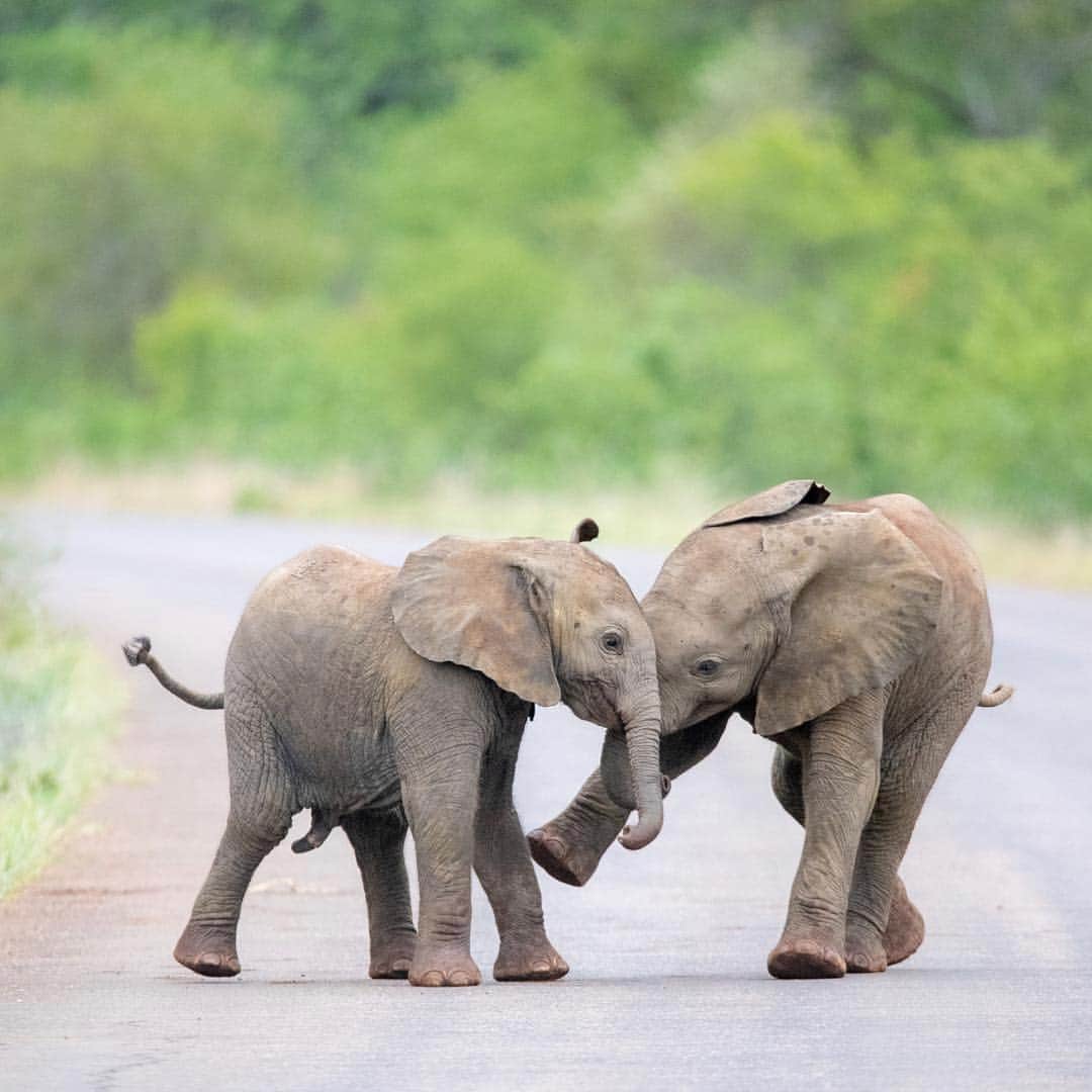 bestvacationsさんのインスタグラム写真 - (bestvacationsInstagram)「via @insta_animall 🐘 Playful baby elephants! 🐘🐘 South Africa 🇿🇦 By @nessytoafrica #BestVacations」4月25日 20時27分 - bestvacations