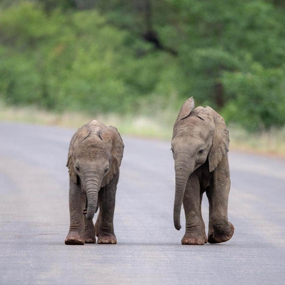 bestvacationsさんのインスタグラム写真 - (bestvacationsInstagram)「via @insta_animall 🐘 Playful baby elephants! 🐘🐘 South Africa 🇿🇦 By @nessytoafrica #BestVacations」4月25日 20時27分 - bestvacations