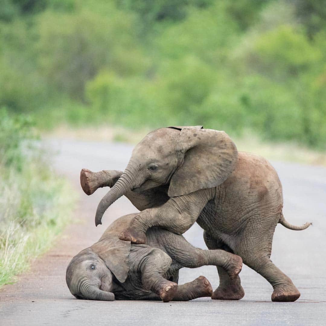 bestvacationsのインスタグラム：「via @insta_animall 🐘 Playful baby elephants! 🐘🐘 South Africa 🇿🇦 By @nessytoafrica #BestVacations」