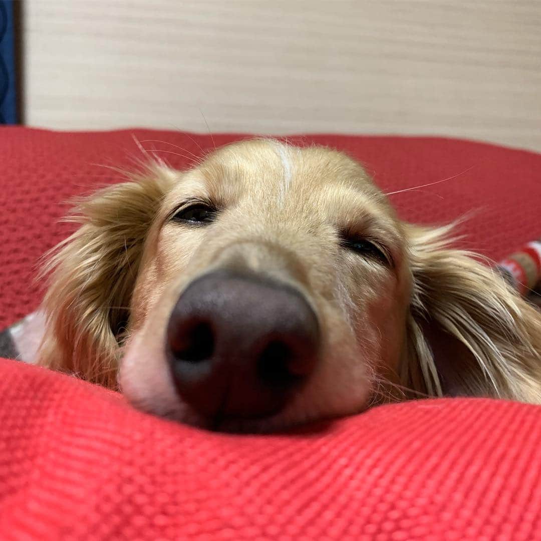 のインスタグラム：「🐶💤 #カメラ嫌い同好会 #pecoいぬ部 #犬の生活が第一 #癒しわんこ #dachshund #犬バカ部 #短足部 #ふわもこ部 #tokyocameraclub #東京カメラ部」