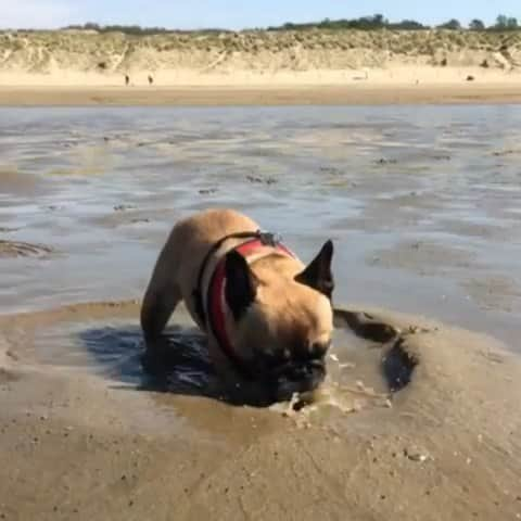 French Bulldogのインスタグラム