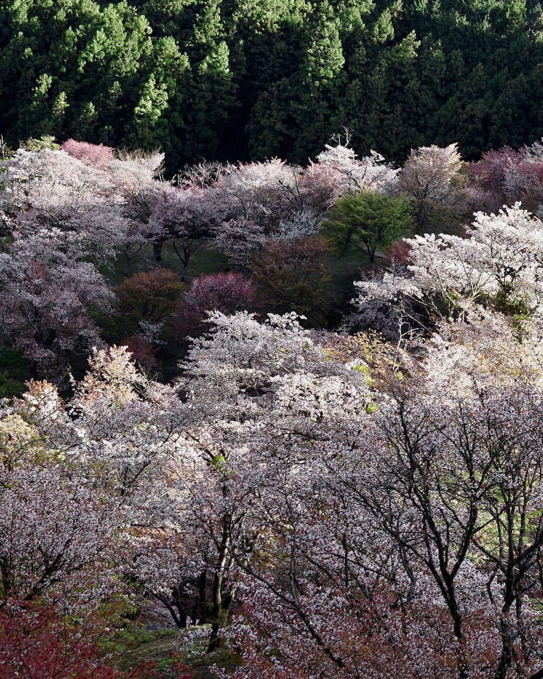 Koichiさんのインスタグラム写真 - (KoichiInstagram)「. . 桜三景 | Three views of Sakura . #BeautifulJapan .」4月25日 20時38分 - koichi1717