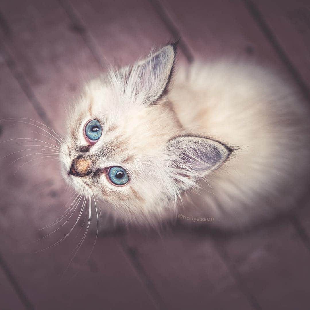 Holly Sissonさんのインスタグラム写真 - (Holly SissonInstagram)「#tbt to baby Alice ☺️🐱❤️ #siberiankitten (See more of Alice, Finnegan, and Oliver, on @pitterpatterfurryfeet) ~ Canon 1D MkIII + 24–70 f2.8L II @ 58mm f2.8 See my bio for full camera equipment information plus info on how I process my images. 😊 ~  #pickmotion」4月25日 20時59分 - hollysisson