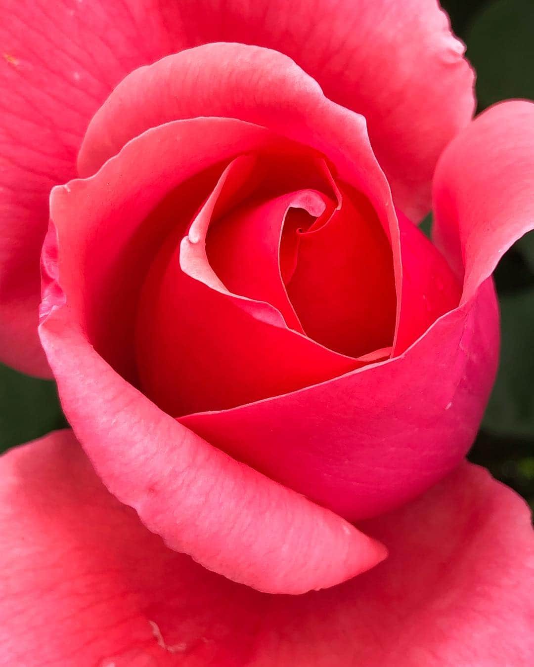 佐藤奈々子さんのインスタグラム写真 - (佐藤奈々子Instagram)「いつもの路上に 今年初めて咲く薔薇 誰よりもWildな  あなたに似ている かっこよすぎる 薔薇の姫」4月25日 21時07分 - nanacosato