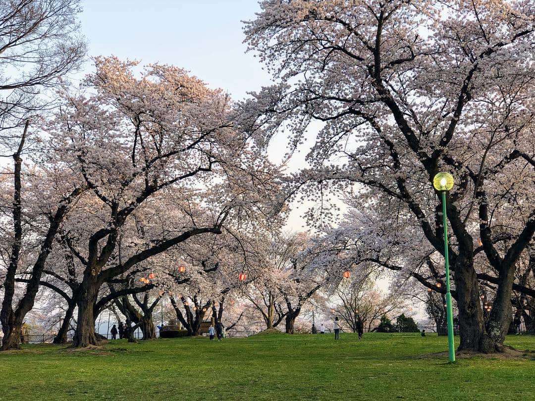 山人さんのインスタグラム写真 - (山人Instagram)「【本日の桜】春風にのって桜の香りが充満する紫波町城山公園。混雑なく約2000本の桜を独り占めしている気分。これほど人の写り込まない写真が撮れるなんて他では奇跡のよう。  Shiroyama park in Shiwa. Spring breeze brings Sakura scents and happiness. ・  #私の一押し #城山公園 #紫波町 #知る人ぞ知る #山人春物語 #春 #岩手の春 #東北旅行 #春の陽気 #spring #sakura #さくら #花見 #花見日和 #桜名所 #おすすめスポット #晴天花藝 #春うらら #日本 #日本旅行 #行くぜ東北 #東北 #そよ風 #scents #アロマ #桜 #山人 #yamado #お国じまん #サク旅」4月25日 21時16分 - yamado.official