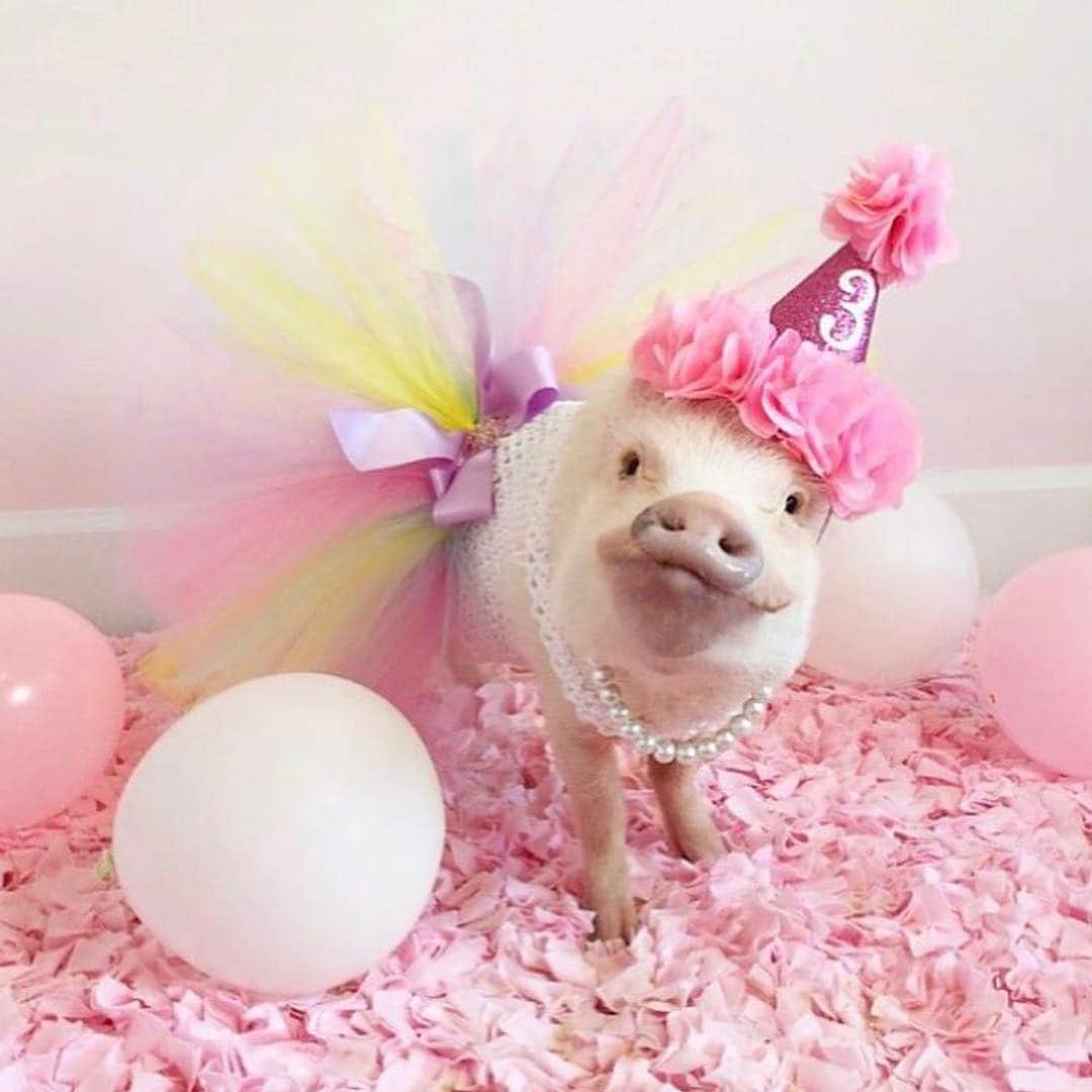 Priscilla and Poppletonさんのインスタグラム写真 - (Priscilla and PoppletonInstagram)「I’m throwing it back to all my past birthdays today in honor of my SIXTH birthday on Monday! I am so piggy excited for my theme this year! Keeping with tradition I want all of you to guess what it’s going to be. I’ll be sending a card to everyone who guesses correctly! Swipe through and you will see past themes...Olivia the pig, piggy princess, mermaid and unicorn. So what’s it going to be this year?Piggy please make a guess below!🐷🎈#prissyturnssix #happybdayprissypig #birthdaygirl #partyanimal #PrissyandPop」4月25日 21時17分 - prissy_pig