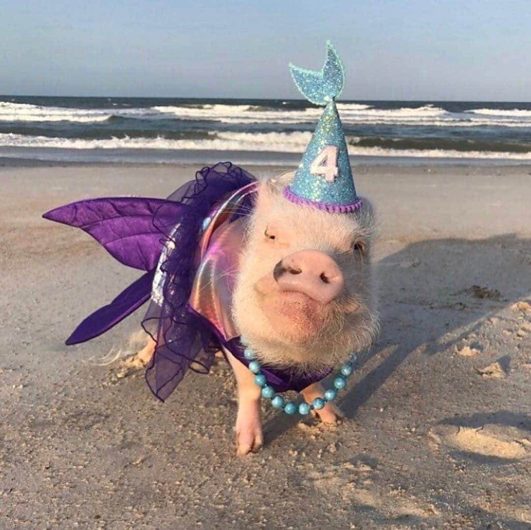 Priscilla and Poppletonさんのインスタグラム写真 - (Priscilla and PoppletonInstagram)「I’m throwing it back to all my past birthdays today in honor of my SIXTH birthday on Monday! I am so piggy excited for my theme this year! Keeping with tradition I want all of you to guess what it’s going to be. I’ll be sending a card to everyone who guesses correctly! Swipe through and you will see past themes...Olivia the pig, piggy princess, mermaid and unicorn. So what’s it going to be this year?Piggy please make a guess below!🐷🎈#prissyturnssix #happybdayprissypig #birthdaygirl #partyanimal #PrissyandPop」4月25日 21時17分 - prissy_pig