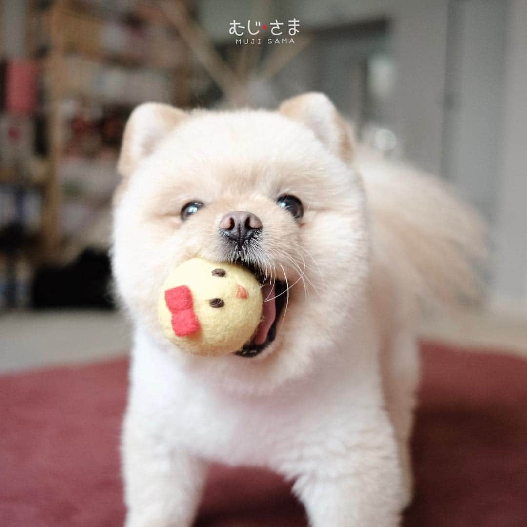 むじさまさんのインスタグラム写真 - (むじさまInstagram)「🐤🐤🐤 #mujisama」4月25日 21時11分 - mujisama