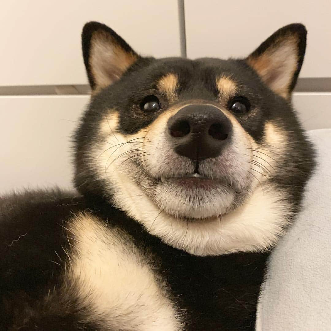 ?Fricko the Shiba Inu?さんのインスタグラム写真 - (?Fricko the Shiba Inu?Instagram)「Henlo friends😆Chubby cheek here to remind you tomorrow is Friday!!😆😆 🐾 🐾 🐾 #Keaton #🐶 #shiba #shibainu #dog #柴犬 #黒柴 #子犬 #shibalovers #shibaholics #dogoftheday #dogslife #weeklyfluff  #dogstagram  #dogscorner #shibapuppy #puppiesofinstagram」4月25日 21時15分 - umigiva