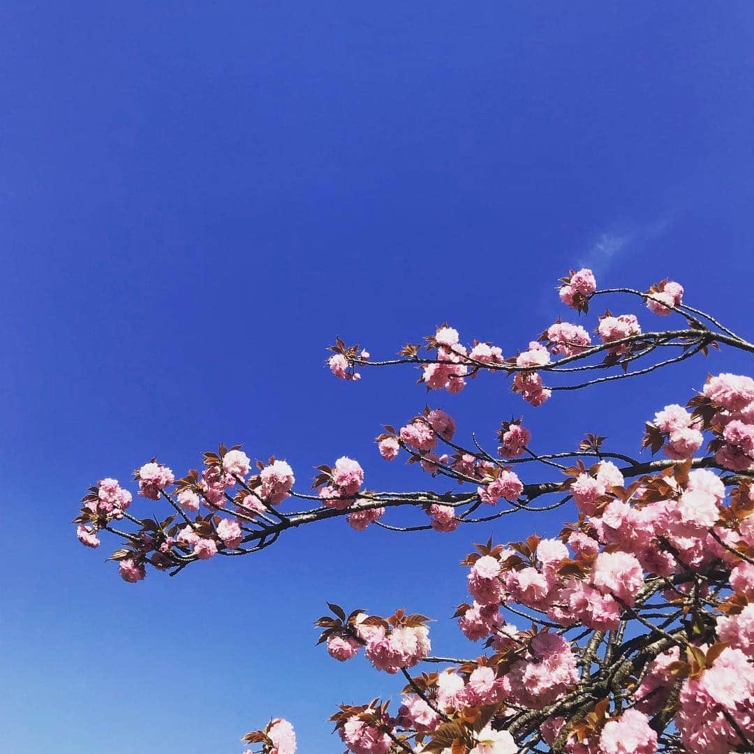 akkoさんのインスタグラム写真 - (akkoInstagram)「宇宙を感じる🌎八重桜🌸 #akko #akkostagram #mll」4月25日 21時23分 - mllakko