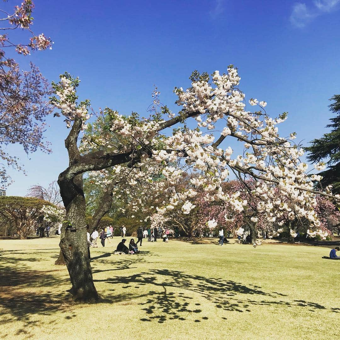 akkoさんのインスタグラム写真 - (akkoInstagram)「宇宙を感じる🌎八重桜🌸 #akko #akkostagram #mll」4月25日 21時23分 - mllakko