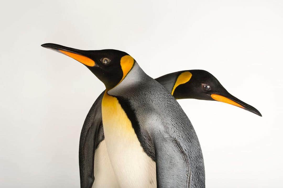 Joel Sartoreさんのインスタグラム写真 - (Joel SartoreInstagram)「The South Georgia king penguin was first discovered by European explorers in the early 18th century. In the two centuries that followed, this species was almost entirely wiped out when the sealing industry turned to penguins as a source of oil once the fur seal population had been depleted. Thankfully, populations have been increasing since the practice of sealing there ended, and global populations of king penguins appear to be stable. South Georgia and Crozet islands are home to the largest colonies, made up of several hundred thousand birds, with the total population estimated at 1.6 million breeding pairs. Photo taken @indianapoliszoo #worldpenguinday #kingpenguin #southgeorgiaisland #photoark #savetogether」4月25日 21時27分 - joelsartore