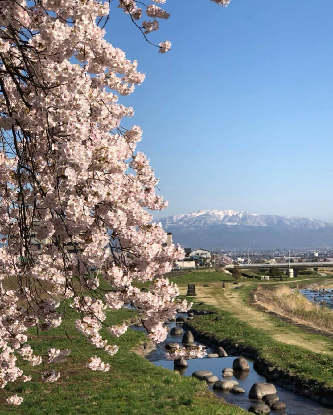 大神雄子さんのインスタグラム写真 - (大神雄子Instagram)「マイルがお花見したそうです🌸笑 いい距離感🤣  山形は桜満開‼︎ #桜 #満開 #🌸 #マイルお花見の季節 #丸い背中  #山形 #山形が好きだ #マイルも好きだよー🐶」4月25日 21時41分 - shin___01