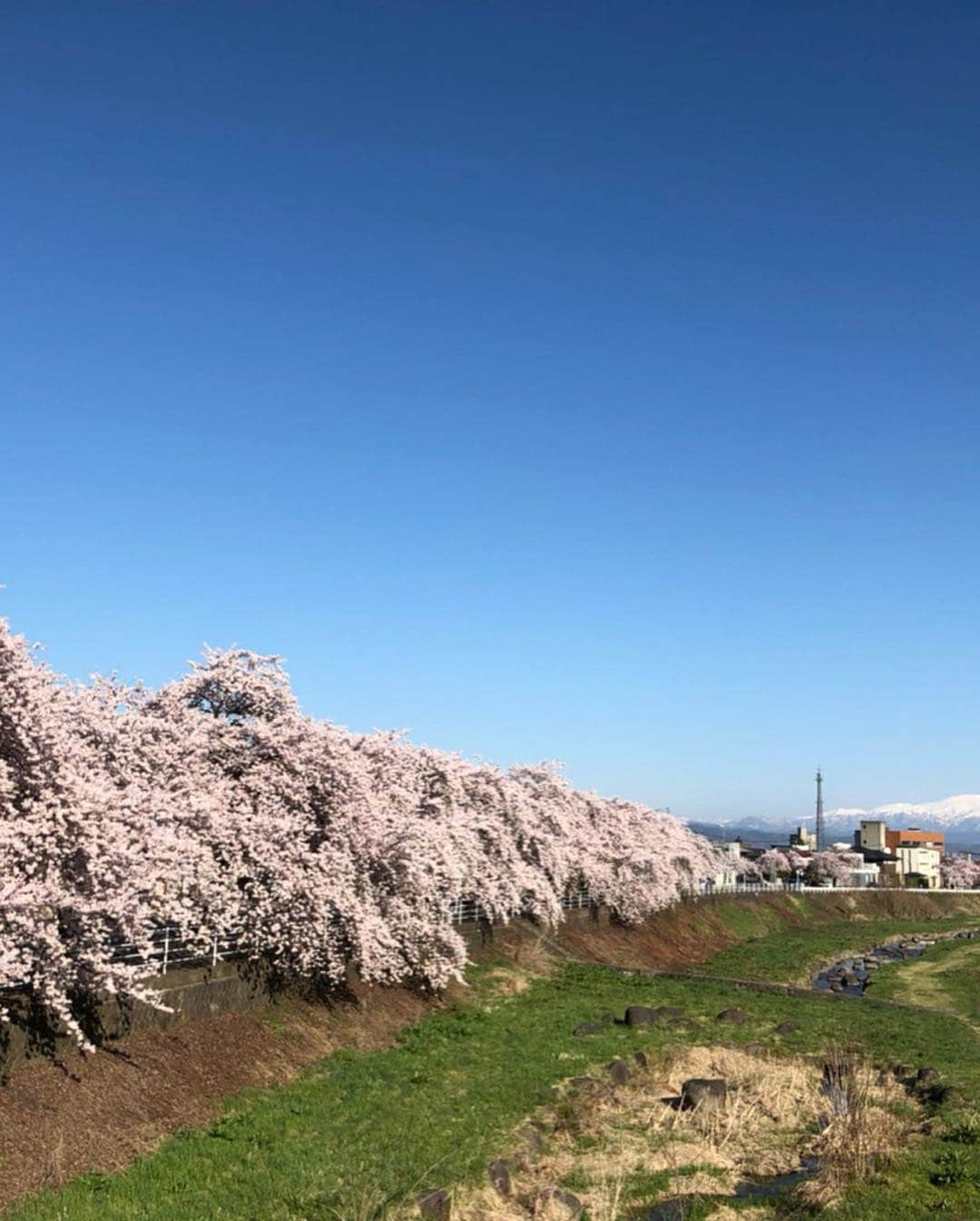 大神雄子さんのインスタグラム写真 - (大神雄子Instagram)「マイルがお花見したそうです🌸笑 いい距離感🤣  山形は桜満開‼︎ #桜 #満開 #🌸 #マイルお花見の季節 #丸い背中  #山形 #山形が好きだ #マイルも好きだよー🐶」4月25日 21時41分 - shin___01