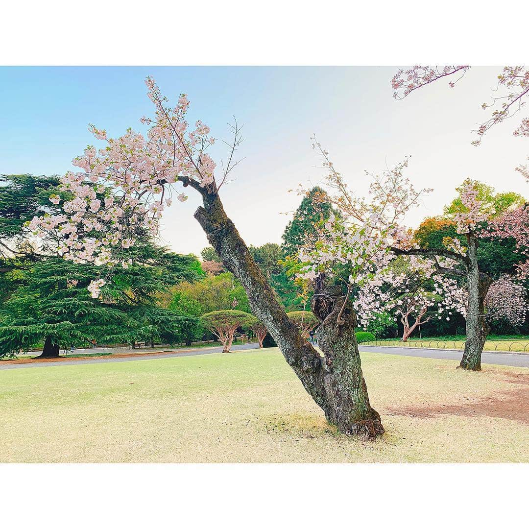 反田恭平さんのインスタグラム写真 - (反田恭平Instagram)「#さくら#桜#公園 #4月#日本#東京 #カメラ#iPhone#青空 #写真#日記#自然 #cherryblossom#park #japan#tokyo#camera #sky#pink#april  #photo#diary#nature」4月25日 21時44分 - kyoheisorita