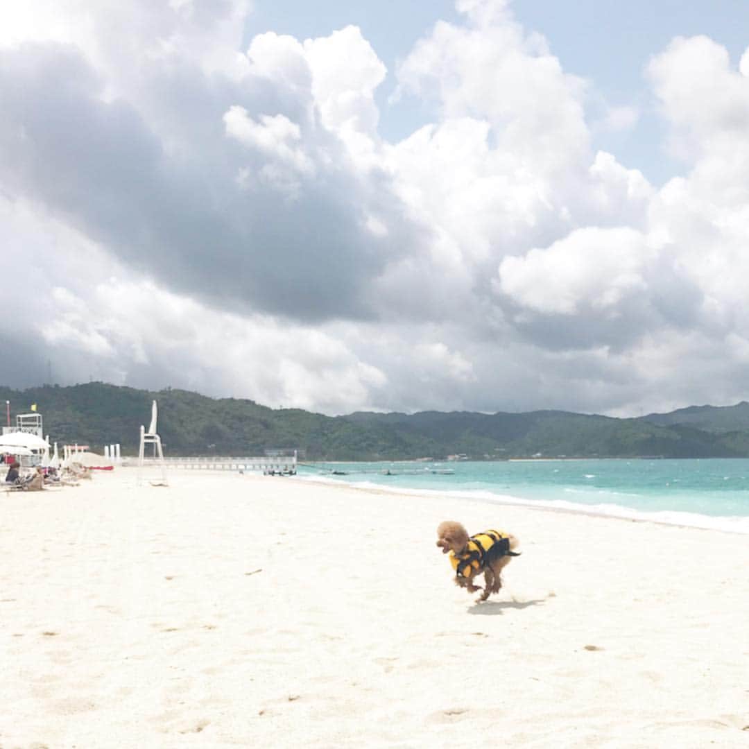 keikobun34さんのインスタグラム写真 - (keikobun34Instagram)「・ 雨の予報が晴天☀︎に‼︎ レイと海で遊びました☆ ・ 波があったのに 勝手に海に入っていって こっちが怖かった。 ・ レイは、海や砂浜より 芝生でボール遊びが 1番楽しいみたい。 チリチリになって遊びました^ ^ ・ ・ #JAL#jalわんわんjet  #沖縄#チャーター便 #愛犬#愛犬と旅行  #犬と海#海#オクマビーチ  #トイプードル#toypoodle #プードル#poodle#犬#dog#kaumo_pet#dogstagram#poodle_feature #instadog#toypoodlegram#welovetoypoodle #picsofdogmodels#poodlesofinstagram #poodles #poodlelove#dogsofinstagram #doglover  #dogoftheday」4月25日 21時45分 - keikobun34