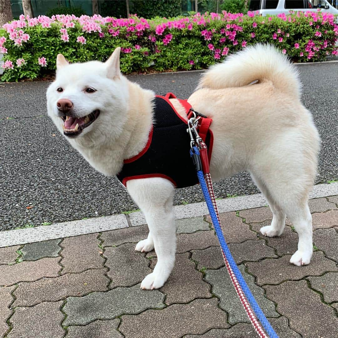 Jacknomamaさんのインスタグラム写真 - (JacknomamaInstagram)「今日は蒸し暑かったよね〜🐶💦 .  ウンp夕散歩でスッキリ出ました。雨もあがって良かった‼️ . 痛々しい足も舐め無くなり少しずつ毛が生えてホッとしてます😅 #夕散歩 #雨上がり #むしむし  #少し笑顔 #しばいぬ #しろしば #ツンツン犬  #柴犬 #白柴 #白柴ジャック #忠犬には程遠い #ペットじゃないよ #家族だよ #shiba #shibaken #shibainu #shiroshiba #insta_dog #insta_dogs」4月25日 22時19分 - siroshiba