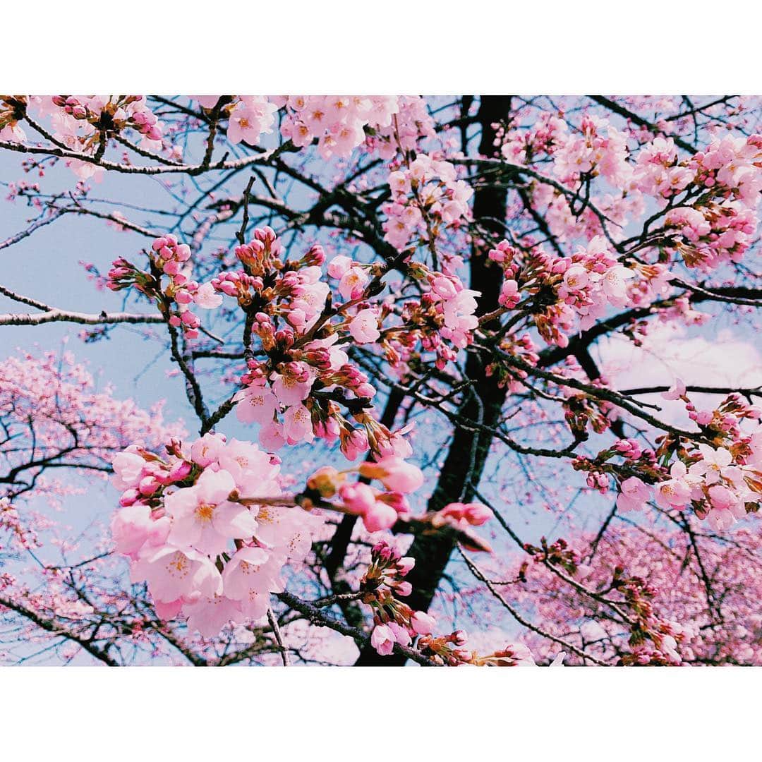沙央くらまさんのインスタグラム写真 - (沙央くらまInstagram)「本日#storyweb にて#コマブロ 更新されました❤️ 今回はわたしの大好きな桜をテーマに書いたよ♪ 遊びに来てね❤️ #沙央くらま #コマブロ #Blog #sakura」4月25日 22時23分 - kurama_sao