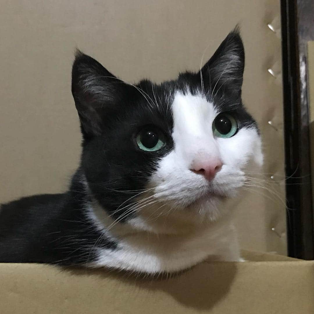 野間美由紀のインスタグラム：「はみ出し猫。」