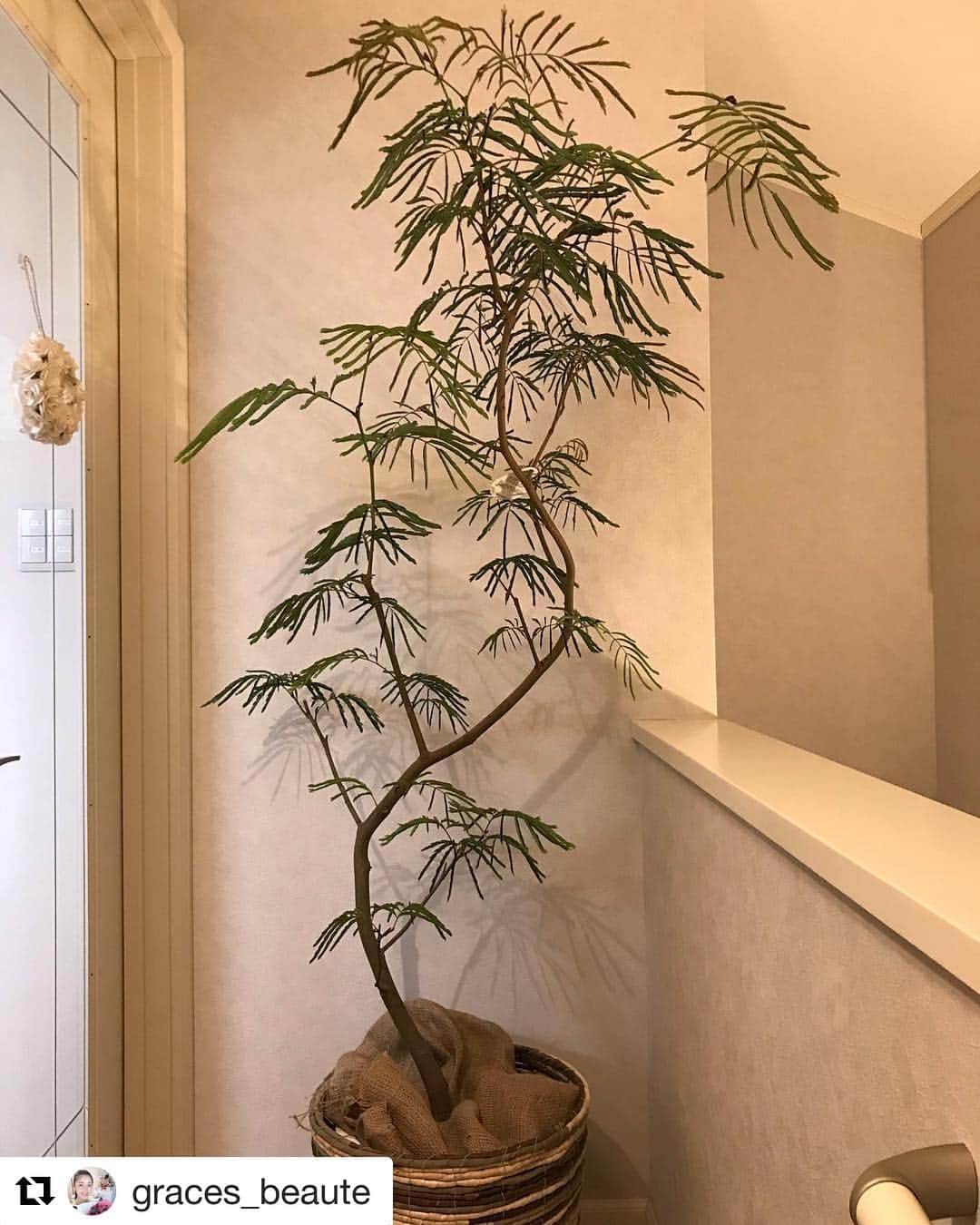 芦田桂子のインスタグラム