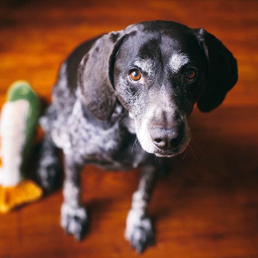 ジェーン・アルドリッジのインスタグラム：「Last night Stella Bean Dashley left this world and moved on to the next life. Jeff and I have known this was coming for a while but nothing could prepare us for the enormity of this loss. We just miss her so much and we’d give anything to have Stella back. Our family will not be the same without her. Stella was a truly innocent sweet spirit, all she ever wanted was to be a good girl and please her family, even though she often fell hilariously short and made us laugh. She was a wonderful friend to our three other pets and I know Melanie will especially miss her snuggle buddy.  It’s hard to imagine life without always hearing my husband talking to his “goofball” in the background, hard to imagine not hearing her loud snores while we fall asleep, hard not seeing her in the corner of our eye all the time. I know her little spirit will live on with us and through us, and we will be listening for the signs of her presence. There is a big hole in our hearts right now. We miss you sweet girl.」