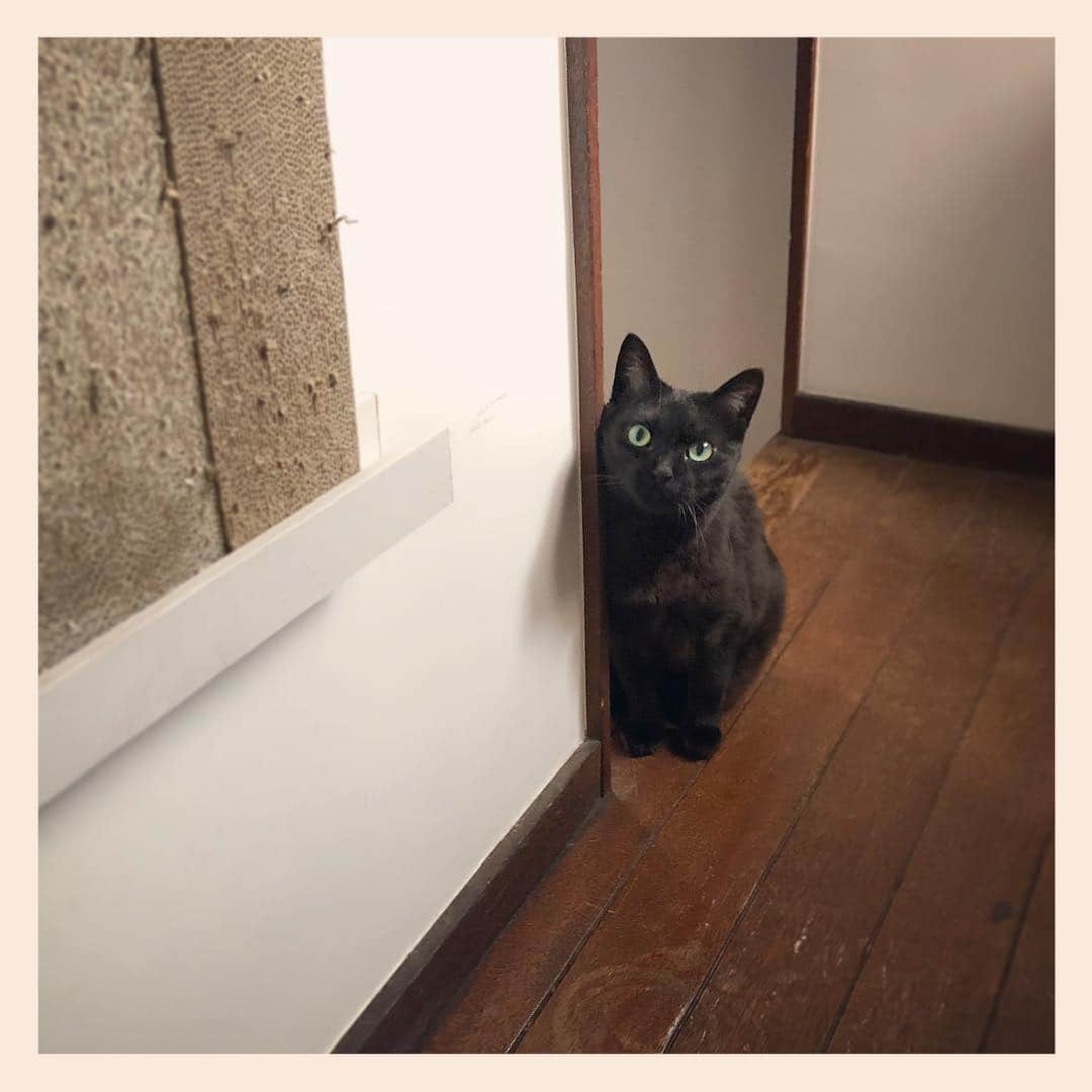 パンといっぴきさんのインスタグラム写真 - (パンといっぴきInstagram)「#元野良猫 #黒猫 #blackcat」4月25日 22時43分 - kwhr725