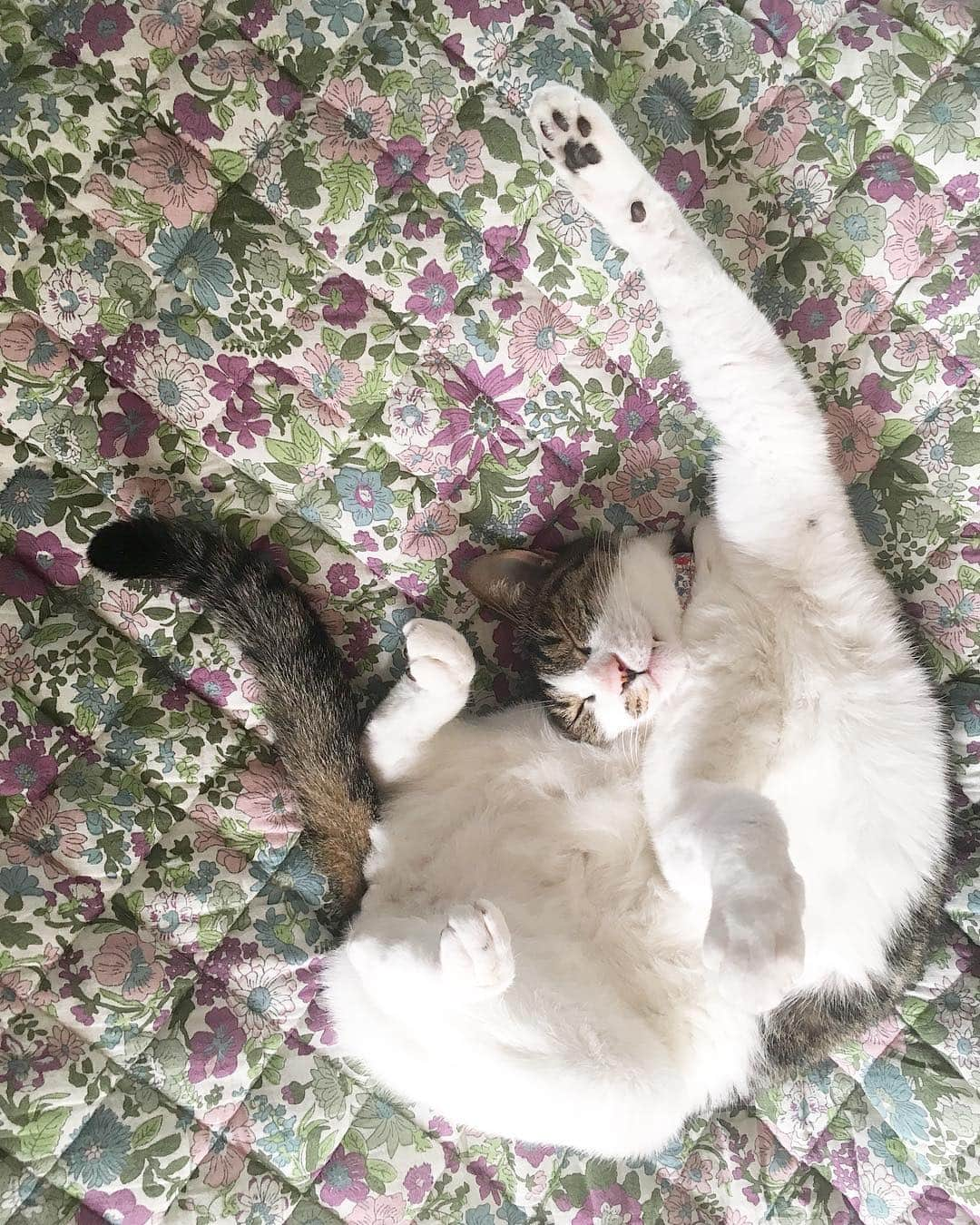 ?りっこ?さんのインスタグラム写真 - (?りっこ?Instagram)「＊ ＊ 🌿  USAKO 🌿 ＊ ・ おやすみなさい🌙💤 ＊ ＊ 🌙🌙🌙🌙🌙🌙🌙🌙🌙🌙🌙🌙 ＊ #cats_of_instagram  #TheDailyKitten #bestcats_oftheworld  #cats_of_world  #balousfriends  #catloversclub  #cat_features #catstocker #meowed #my_loving_pet  #meow #cats_of_instworld #IGersJP #happypetclub #bestmeow #保護猫 #Excellent_Cats  #pleasantcats  #catsofday #みんねこ #happycatclub #sweetcatclub #catsnet #cutieanimalspage #cutecatshow #cutecatsco #dailycatshow #sweetcatonline #おやすみなさい  #goodnight ＊ ＊ 🌙🌙🌙🌙🌙🌙🌙🌙🌙🌙🌙🌙🌙🌙🌙」4月25日 22時52分 - usako_honma