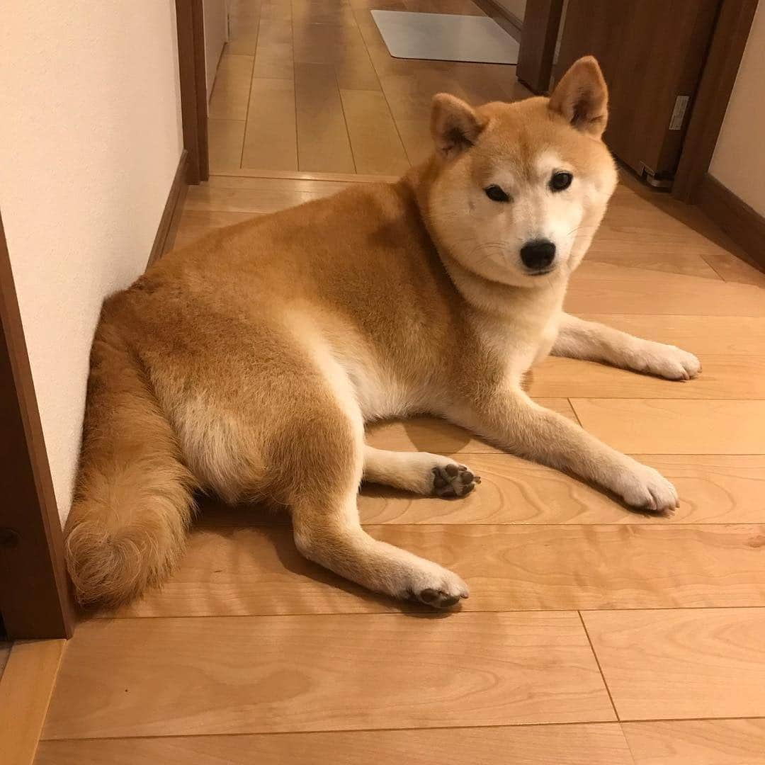 柴犬のモモさんのインスタグラム写真 - (柴犬のモモInstagram)「飼い主が出掛けるんじゃないかと見張る犬(22:48撮影) #いぬ #イヌ #犬 #柴犬 #赤柴 #日本犬 #犬バカ部 #ふわもこ部 #いぬら部 #癒しわんこ #柴犬マニア #犬のいる暮らし #口角キュキュッと部 #shiba #shibainu #shibadog #dogstagram #dogsofinstagram #shibastagram #shibasofinstagram #shibamania #inu #instadog #toyota_dog」4月25日 22時52分 - shi_ba_i_nu_momo