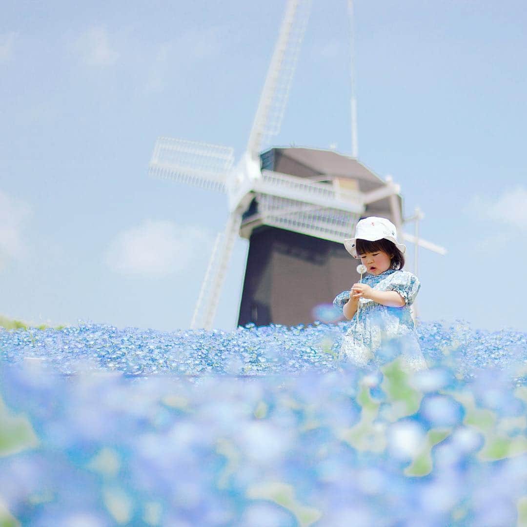 のインスタグラム：「こんにちは😊 現在、「春」をテーマにお写真・動画を募集中です✨ 本日の #タビスルキッズ はこちら💕 📷 @o.aiko.aさん 🚩大阪府・「花博記念公園 鶴見緑地」 🎙ご本人コメント 青〜 . . ネモフィラ〜 . . 夏到来だね〜 . . あー。 サザエさん症候群。 ﻿﻿﻿﻿＊＊＊＊＊＊ 「ネモフィラと風車」春限定のステキな風景ですね😆 いつも、ステキな瞬間をありがとうございます💕」