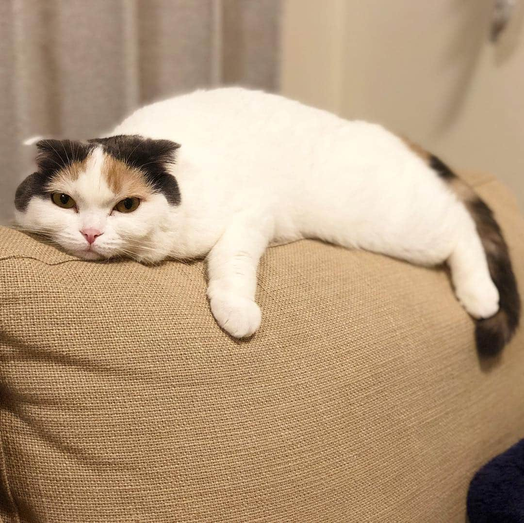 むぎちょこさんのインスタグラム写真 - (むぎちょこInstagram)「🌙🐈✨ #ぐでむぎ ⁑ 😺むぎ♀mugi #scottishfold #スコティッシュフォールド #ぐでねこ #ぐでネコ #anicas #サンデイ‪  #猫モフー #無敵の親バカ同盟 #ペコねこ部 #ふわもこ部 ‬#猫 #lazycat#笑顔が集まる家 #ビューティープロコンテスト @beautypro_contest #photois #50000人の写真展 #大切な家族 #東京 @fujifilm_photois #kissmamaになろう #56nyanゴロゴロ選手権」4月25日 23時10分 - mugi325channel