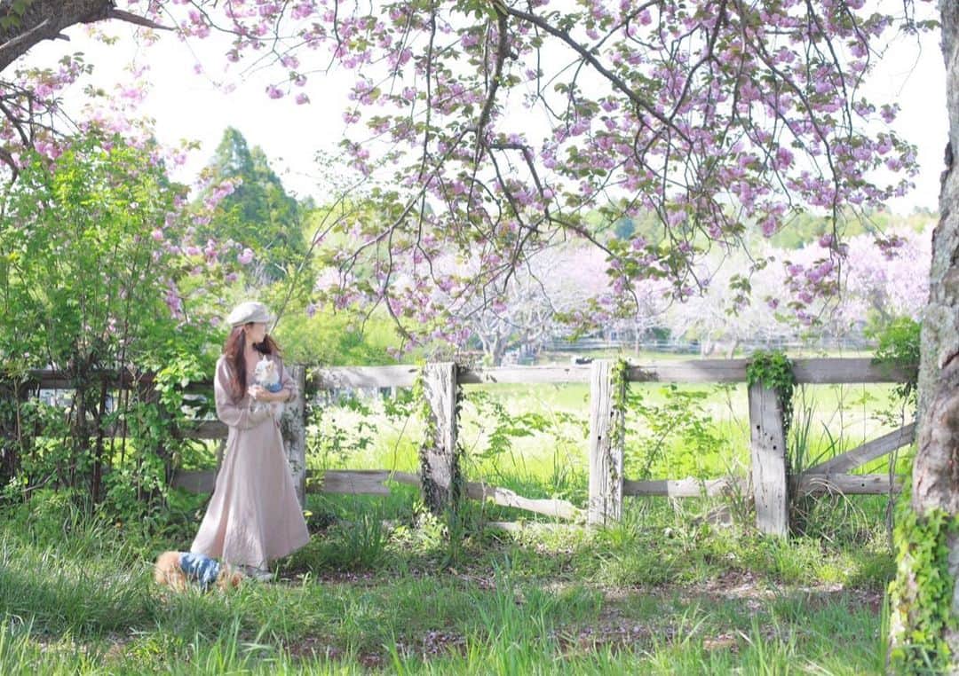 mamiのインスタグラム：「* 可愛すぎる景色に お友達ときゃーきゃー♡言いながら（笑） 撮り合いっこした親子写真♩ . テンション上がりすぎて この日撮ったmovieはスイッチを押すタイミング ほぼ間違えていたと言う.. . . . #オールドレンズ  #オールドレンズに恋をした #オールドレンズで繋がりたい #chihuahua #poodle #toypoodle #petstagram #dogsofinstagram #dogoftheday #fluffypack #dailypetstars #igersjp #_lovely_weekend #Airy_pics #whim_fluffy #tokyocameraclub #ファインダー越しのわたしの世界 #写真好きな人と繋がりたい #親バカ万歳キャンペーン」