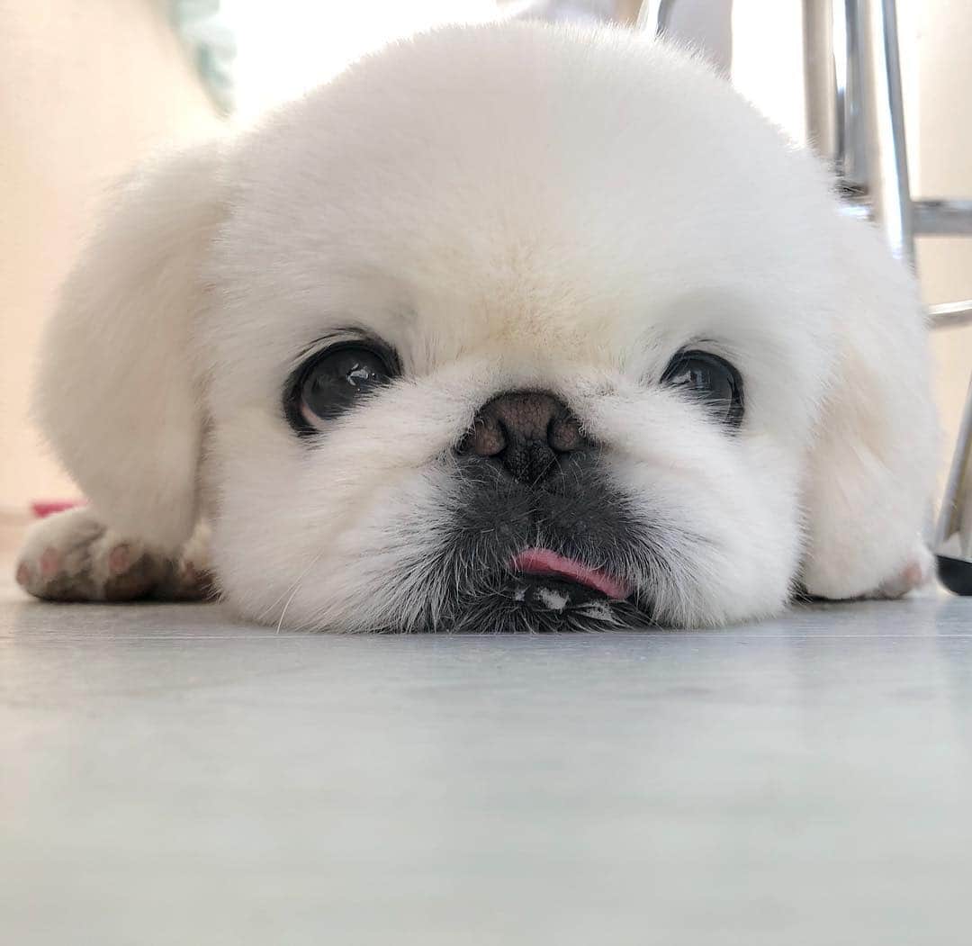 こなつのインスタグラム：「カットしてつるりんこになりました 🙈💓🐶💓🛁💇‍♀️✨ ３ミリにーず💈」