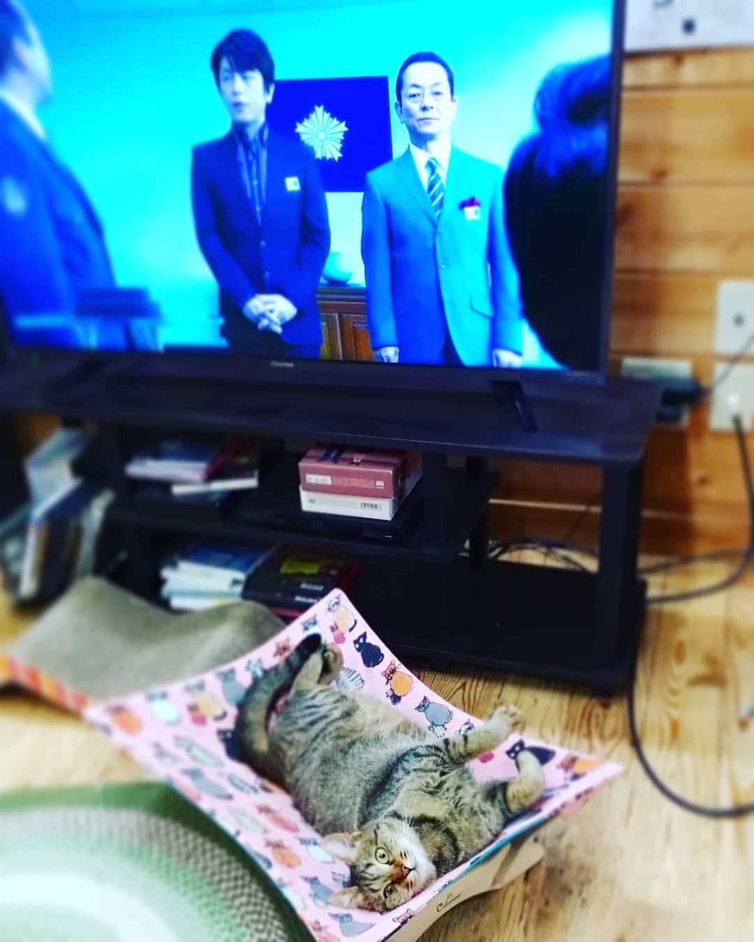 高口里純さんのインスタグラム写真 - (高口里純Instagram)「相棒とカムさん😆  #猫#ねこすたぐらむ #にゃんすたぐらむ #キジトラ#相棒#事務所にて  #cat#kitty#pet#office」4月25日 23時28分 - takaguchijay