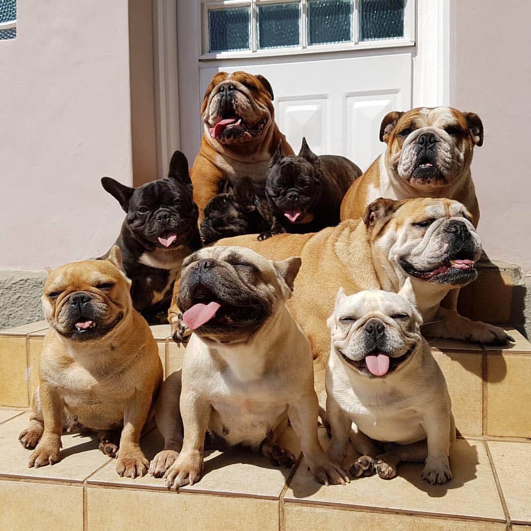 Regeneratti&Oliveira Kennelさんのインスタグラム写真 - (Regeneratti&Oliveira KennelInstagram)「Squad ❤️ #englishbulldog #frenchbulldog #frenchie #bulldog #tbt」4月25日 23時24分 - jmarcoz