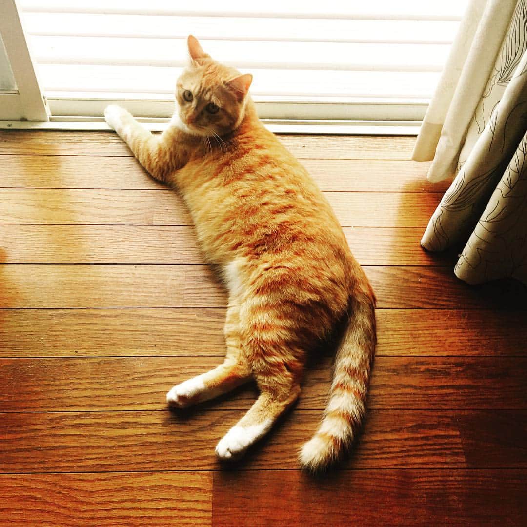 金巻ともこさんのインスタグラム写真 - (金巻ともこInstagram)「この気候は猫が窓際で伸びるやつ。 #kurohakuchai #tabby #orangetabby #cat #猫 #茶トラ」4月25日 23時44分 - tomotomoco