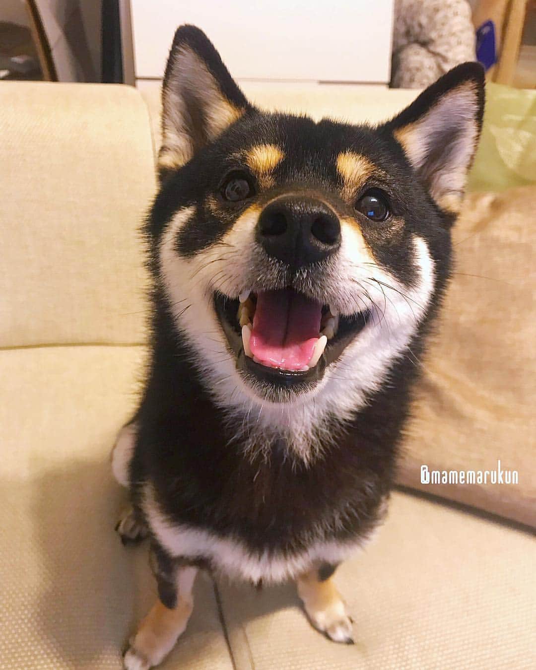 まめ丸のインスタグラム：「* * えっ❣️ もうすぐ『ごーるでんういーく』なの🐶❓ やったやったー🐶💓 * #なにしてあそぶ🐶❓ #ママちょっとだけお仕事だからパパと男同士であそぶよ * #柴犬#豆柴#柴#黒柴#黒豆柴#犬#しばいぬ#shiba#shibainu#shibastagram#shibadog#puppy#instadog#dogstagram#dog#instashiba#blackshiba#petstagram#pet#cutepetclub#강아지#멍스타그램#boopthesnoot#doglover#ilovemydog#weeklyfluff」