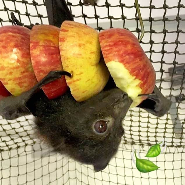 モービーさんのインスタグラム写真 - (モービーInstagram)「Oh, This? Just an upside down bat enjoying apples. Did you know that bats pollinate everything from chocolate to bananas, and without bats the population of insects(mosquitoes, gnats, etc)would explode. But yet many species of bats are on the verge of extinction because humans are, as we’ve established, terrible. @batsqld」4月25日 23時47分 - moby