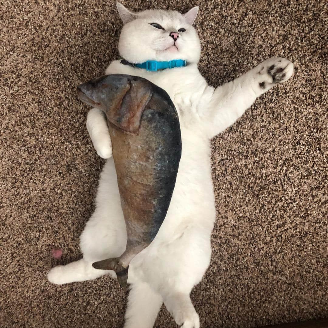 ミスター・ホワイトさんのインスタグラム写真 - (ミスター・ホワイトInstagram)「Me and my fish🤣」4月26日 0時05分 - white_coffee_cat