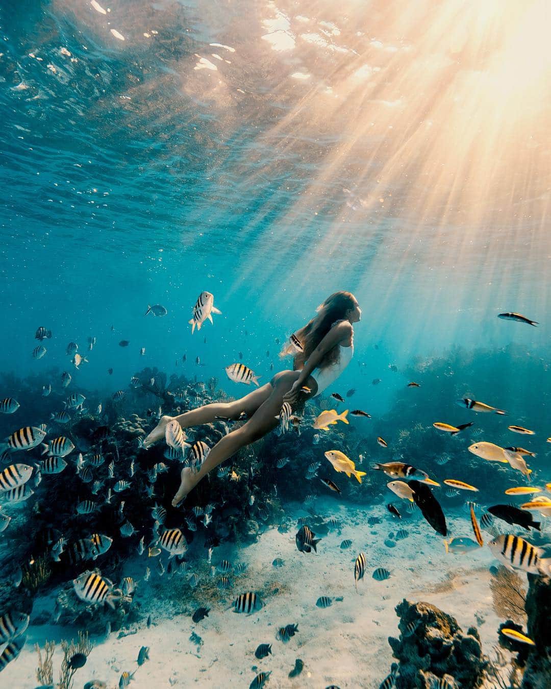 サシャ・カリスのインスタグラム：「“Every time I slip into the ocean, it's like going home.” -Sylvia Earle 📸 @elenakalis」
